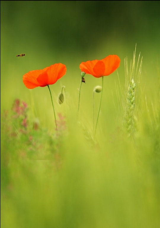 By Canon EOS-1D Mark III 420mm