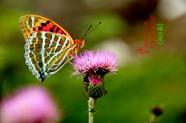 蝶恋花