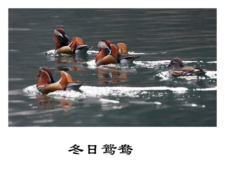 冬日鸳鸯
