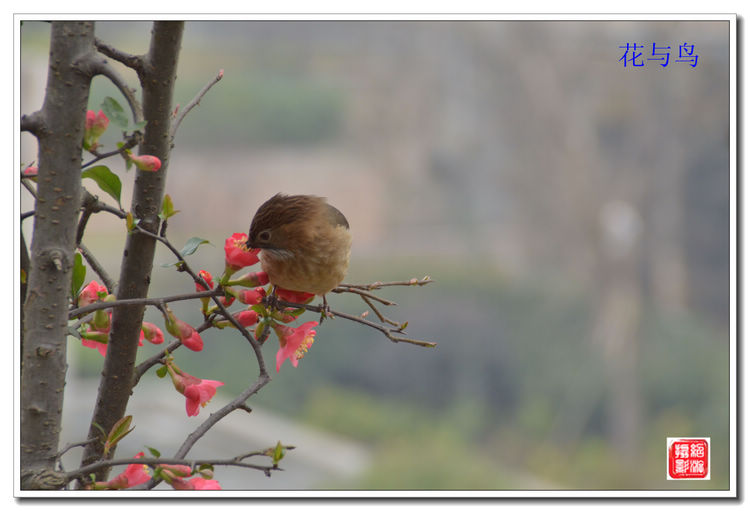 花与鸟