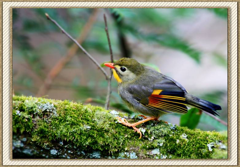 南国红豆相思鸟