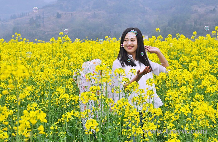 瓦屋油菜花模特儿