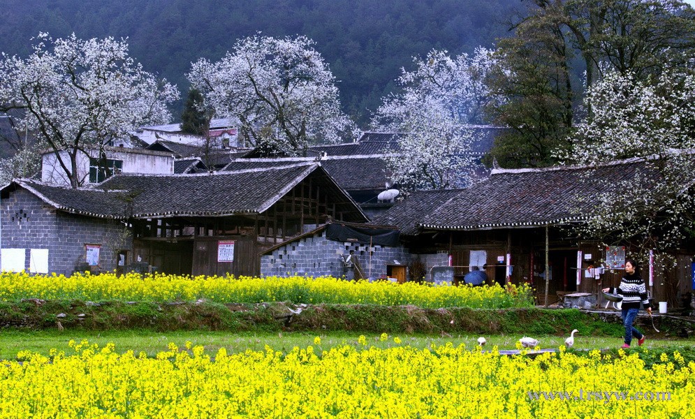 梨花之乡 美丽沙坪