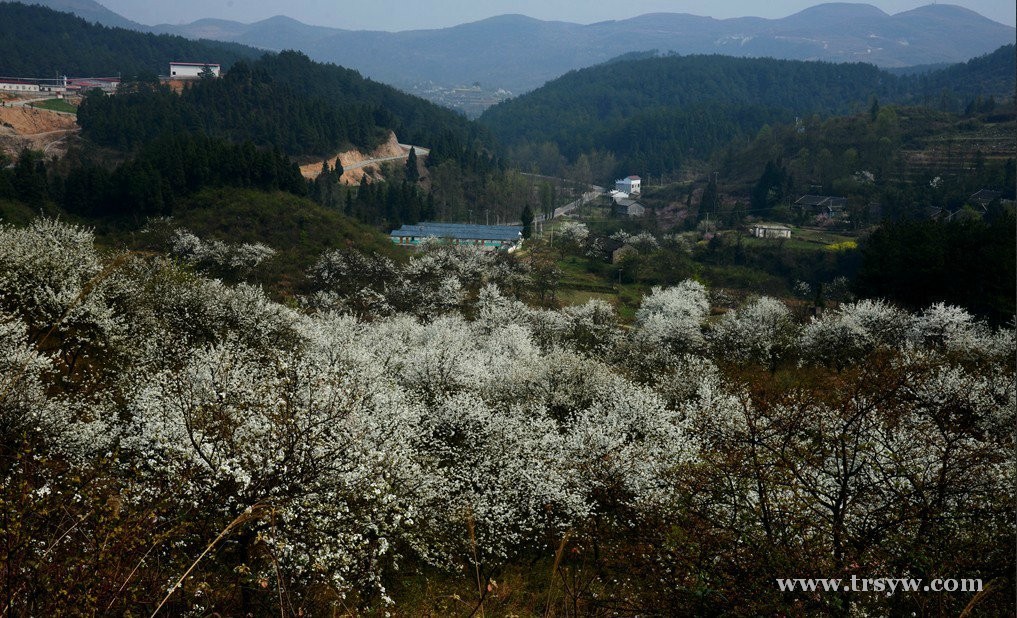 梨花之乡