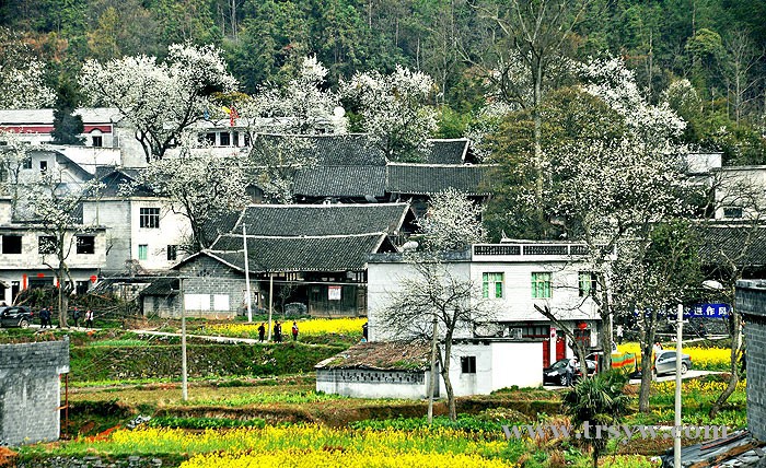 梨花之乡--魅力长坪