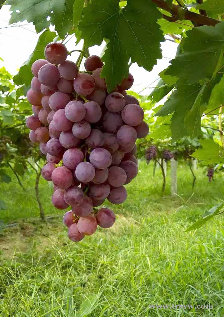 丰收的葡萄园