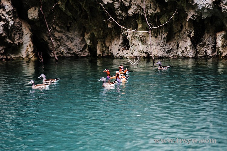 天生桥拍鸳鸯