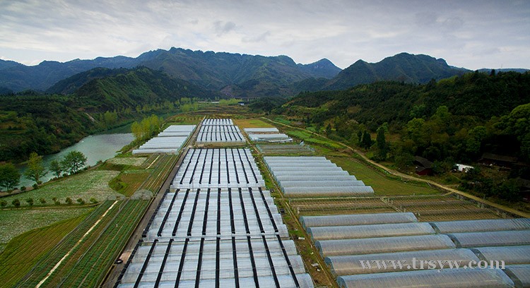 和平蔬菜基地